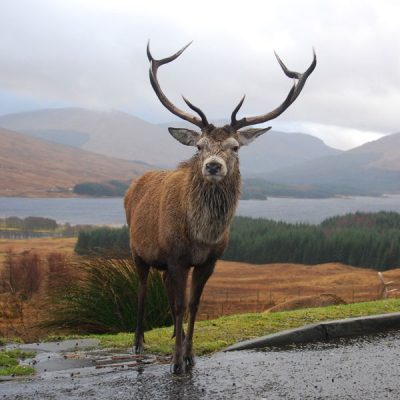 See Scotlands Stag
